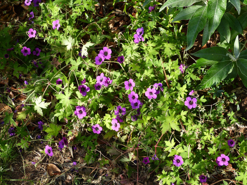 Geranium Anne Folkard 2.JPG