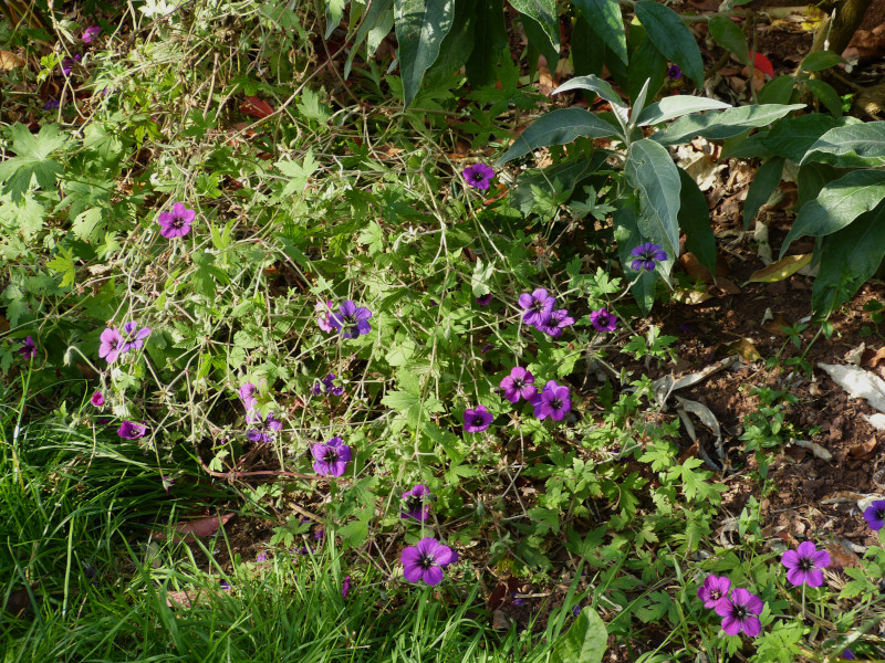 Geranium Anne Folkard 3.JPG