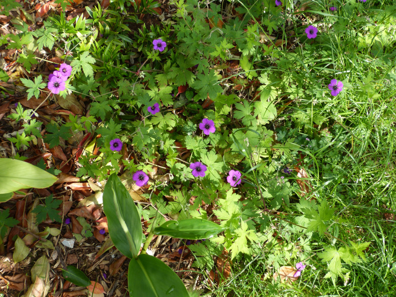 Geranium Anne Folkard.JPG