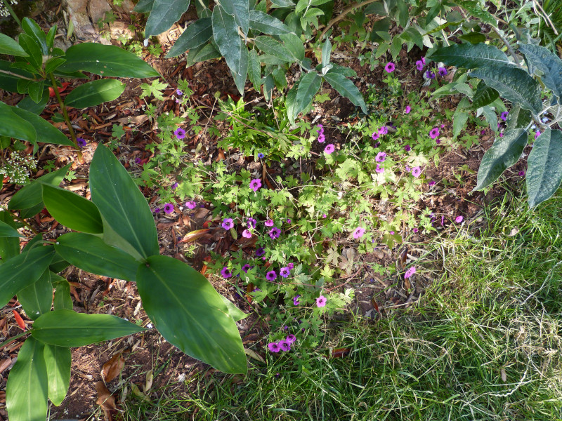 Geranium Anne Folkard0.JPG