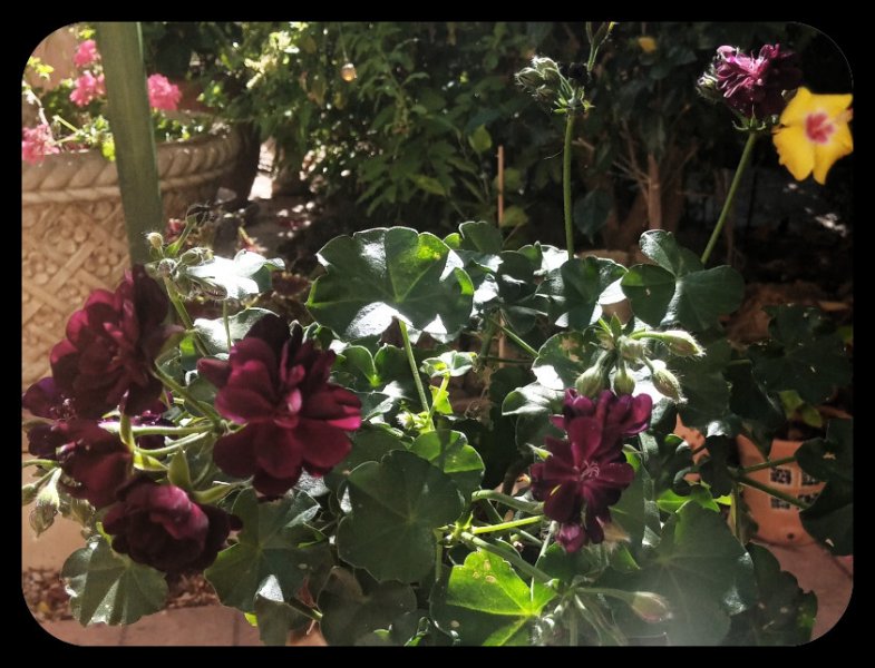 Geranium Black 30 Jul(1).jpg