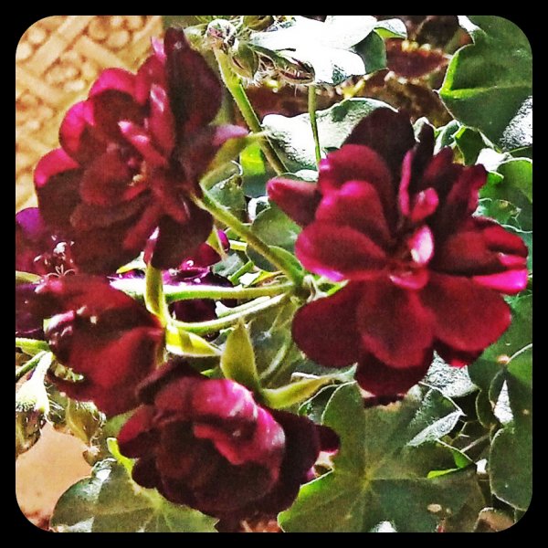 Geranium Black 30 Jul(2)(1).jpg