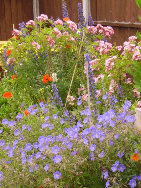 geranium brookside smll pic.JPG