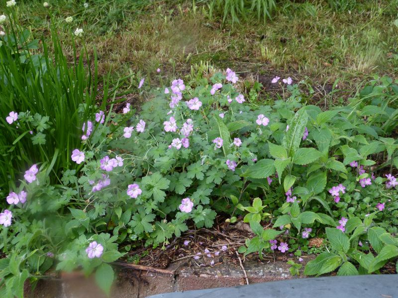 Geranium Buckland Beauty.JPG