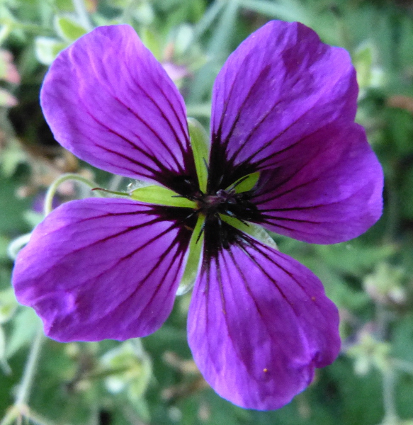 Geranium flower.JPG