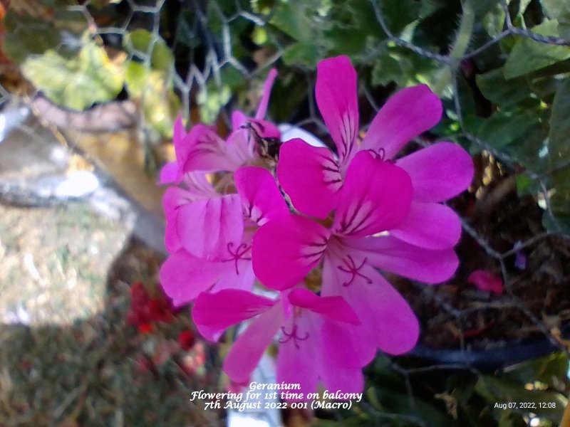 Geranium  Flowering for 1st time on balcony 7th August 2022 001 (Macro).jpg