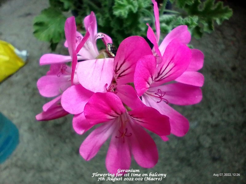Geranium  Flowering for 1st time on balcony 7th August 2022 002 (Macro).jpg