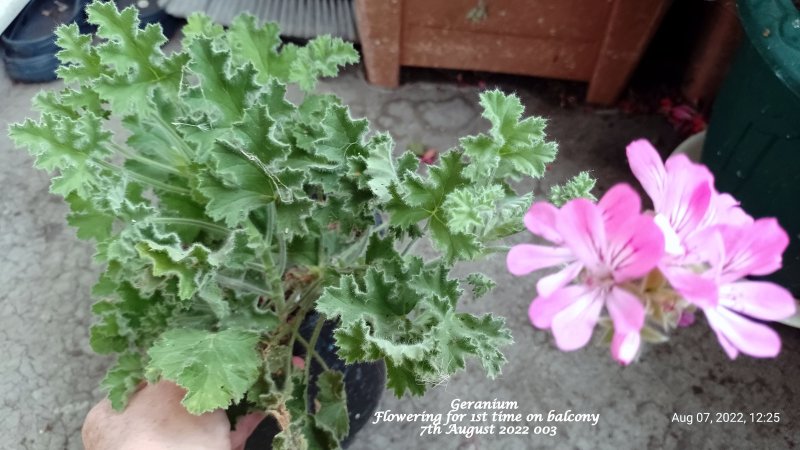 Geranium  Flowering for 1st time on balcony 7th August 2022 003.jpg