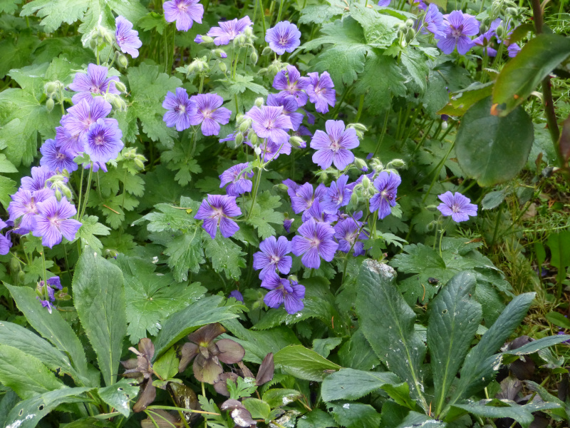 Geranium hybrid 1.JPG