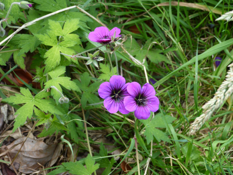 Geranium hybrid Anne Folkard.JPG