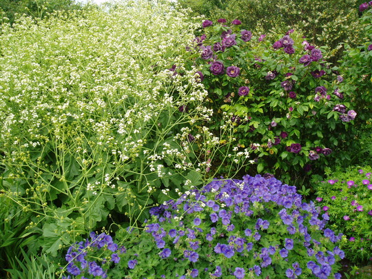 geranium johnsons blue 2 and sanguineum.jpg