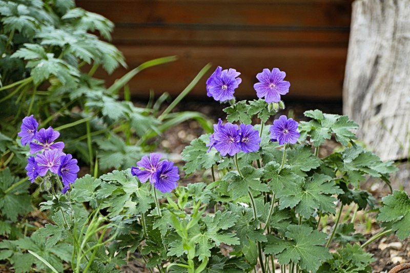Geranium.JPG