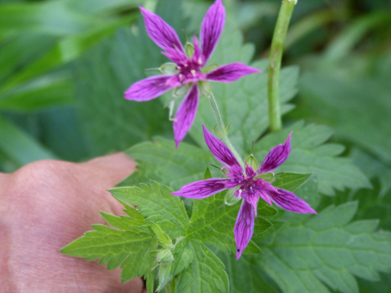 Geranium Kanahitobanawa.JPG