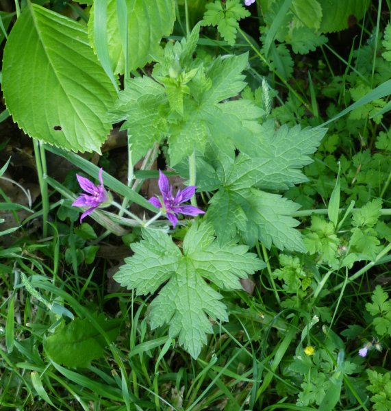 Geranium Kanahitobanawa.JPG