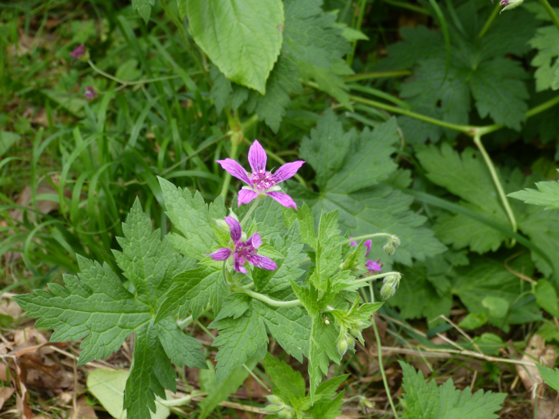 Geranium Kanahitobanawa.JPG