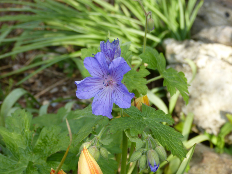 Geranium libani.JPG