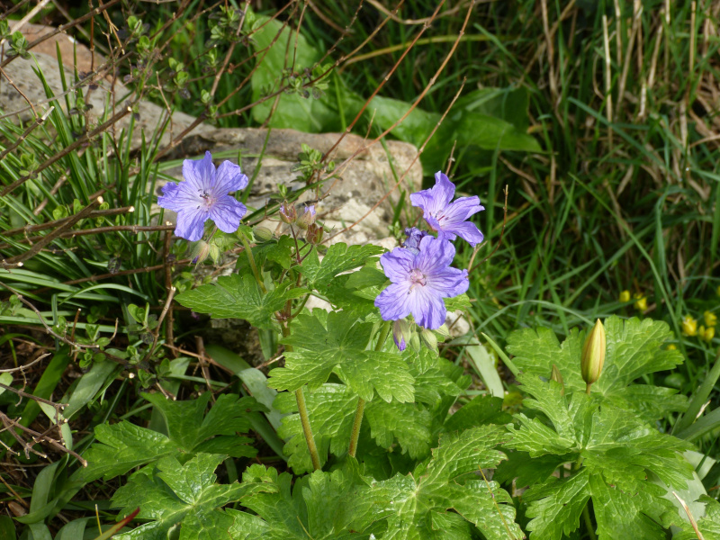 Geranium libani.JPG