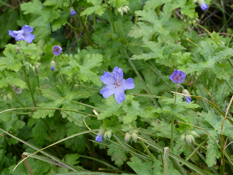 Geranium libani.JPG