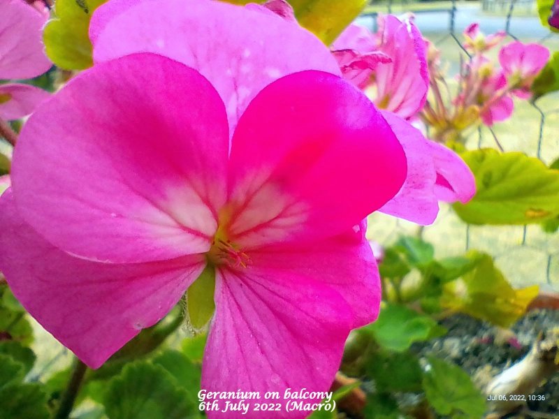 Geranium (Light pink, single) on balcony 6th July 2022 (Macro).jpg