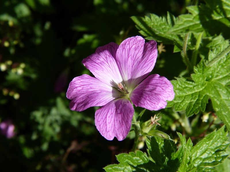 Geranium macro 1.JPG