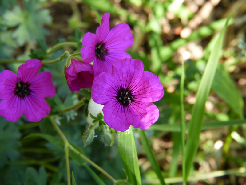 Geranium macro 2.JPG