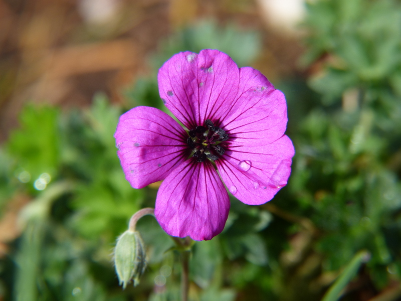 Geranium macro.JPG