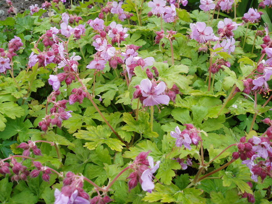 geranium macrorrhizum bevans variety.jpg