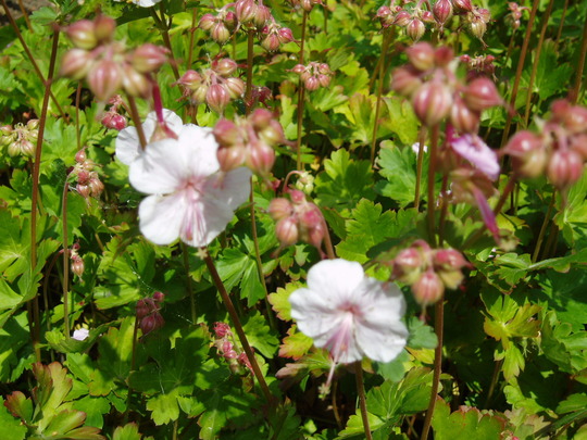 geranium macrorrhizum whit.jpg