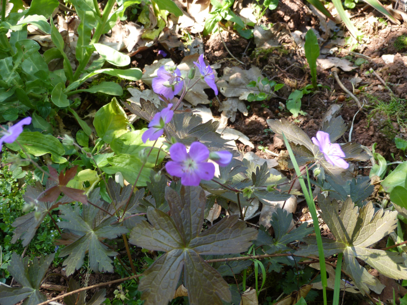 Geranium maculatum Schokoprinz.JPG