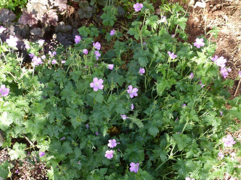 Geranium Mavis Simpson.JPG