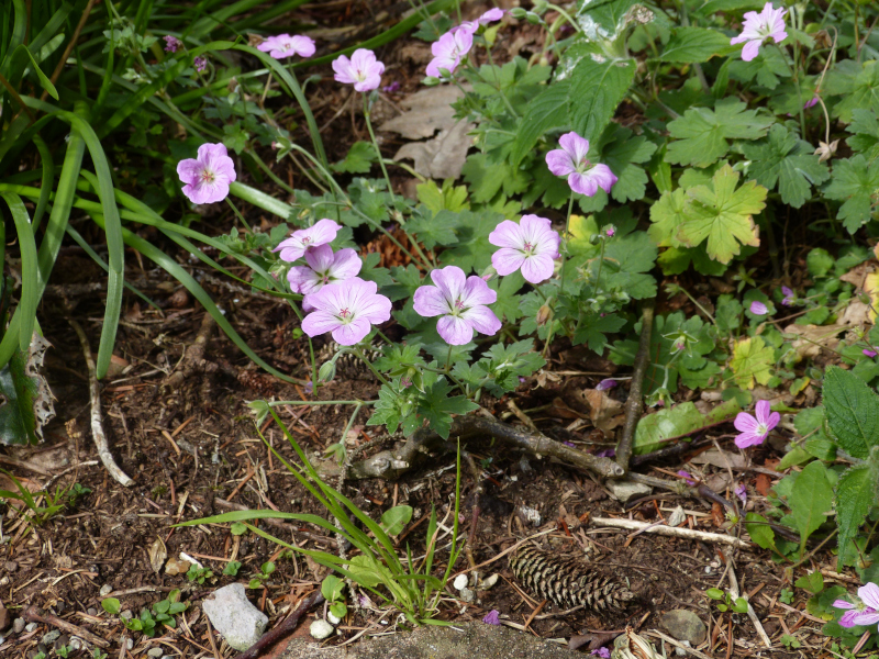 Geranium Mavis Simpson.JPG