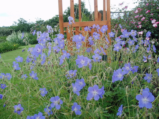 geranium nimbus.jpg