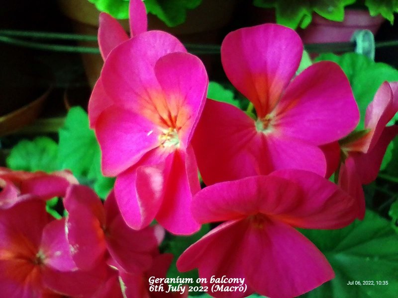 Geranium on balcony 6th July 2022 (Macro).jpg