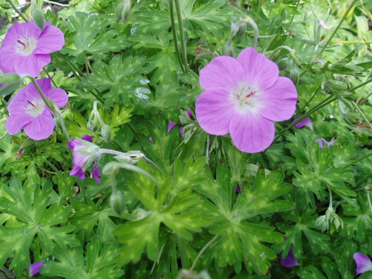 geranium orientalibeticum.jpg