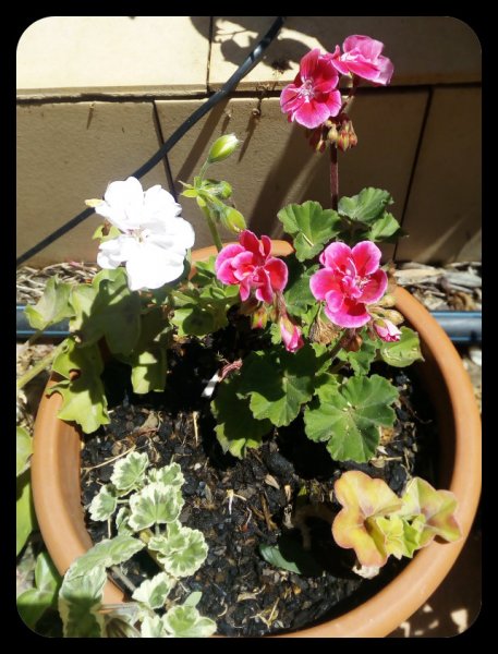 Geranium Pete 9 May 21.jpg