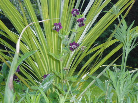 geranium phaeum.jpg