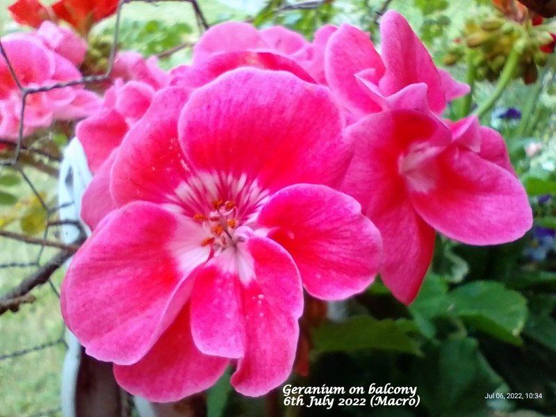 Geranium (Pink, semi-double) on balcony 6th July 2022 (Macro).jpg