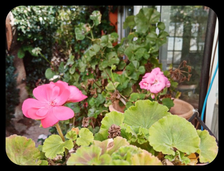 Geranium Pots 29 Jan 22.jpg