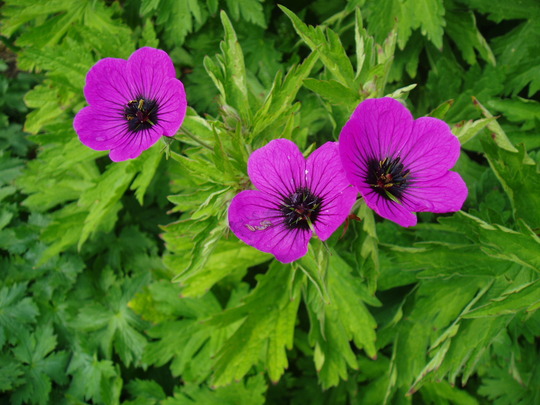 geranium psilostemen.jpg
