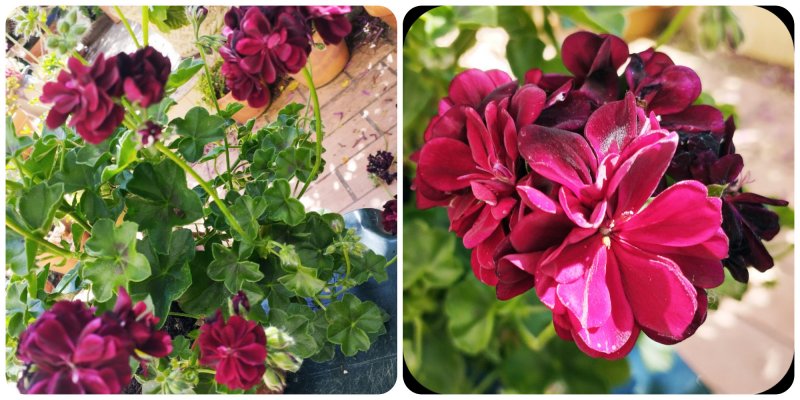 Geranium Purple. 11 May 25.jpg