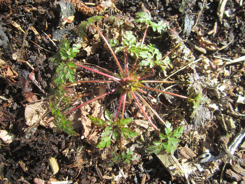 GERANIUM  ROBERTIANUM  HERB  ROBERT 06-Mar-12 11-21-13 AM.JPG