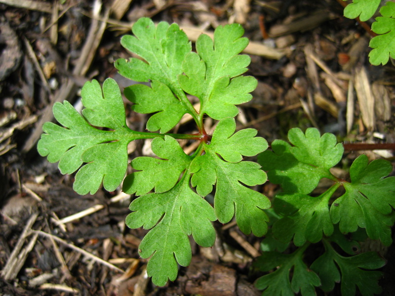 GERANIUM  ROBERTIANUM  HERB  ROBERT 10-May-08 12-20-15 PM.JPG