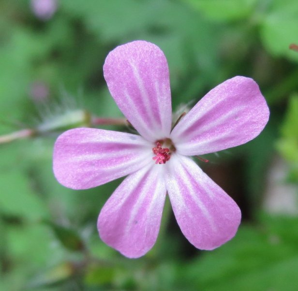 GERANIUM  ROBERTIANUM  HERB  ROBERT 17-07-2014 14-29-29.JPG