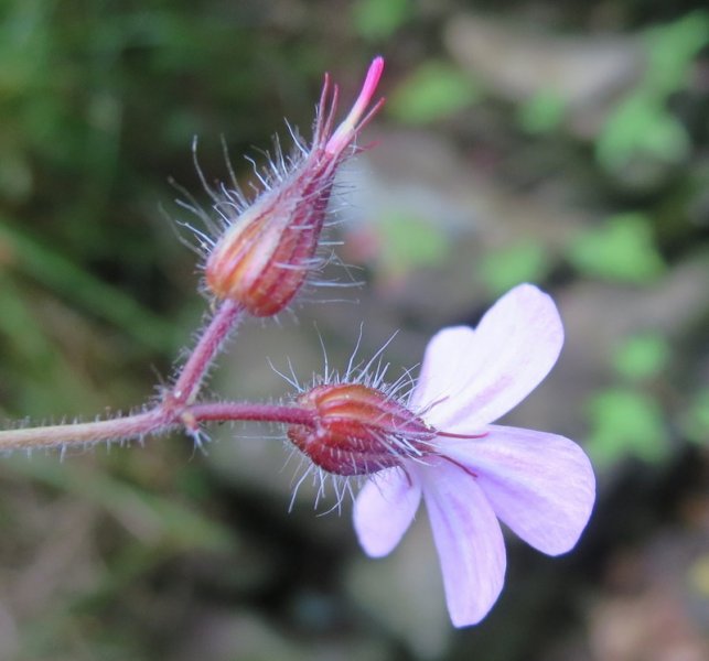 GERANIUM  ROBERTIANUM  HERB  ROBERT 28-06-2014 14-56-00.JPG