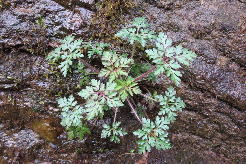GERANIUM  ROBERTIANUM  HERB  ROBERT 31-03-2014 16-35-22.JPG