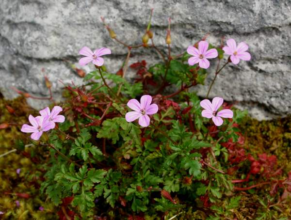 geranium-robertianum1.jpg