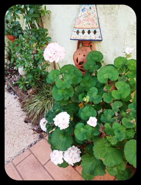 Geranium Rosebud 29 Jan 22.jpg