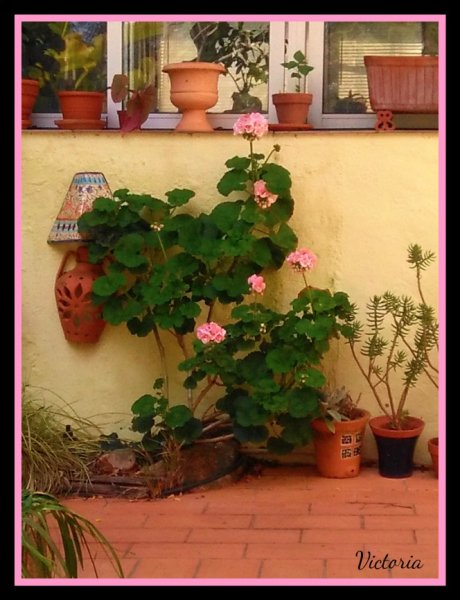 Geranium Rosebud Apr 20.jpg