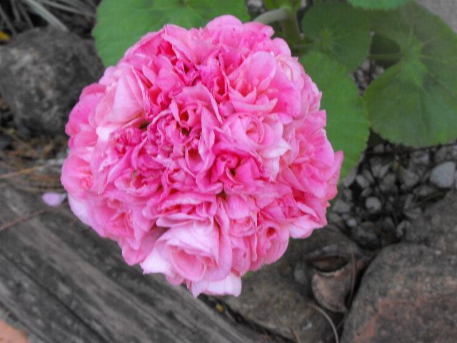 Geranium Rosebud.jpg