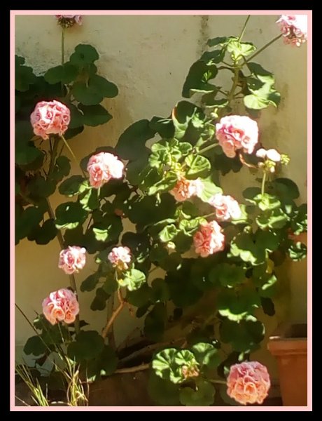 Geranium Rosebud2.jpg